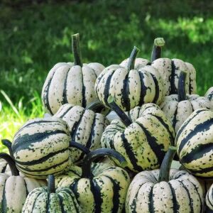 Şeker dumpling kabak tohumu geleneksel sweet dumpling squash