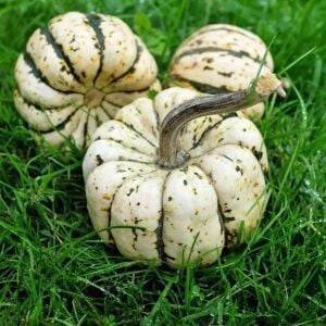 Şeker dumpling kabak tohumu geleneksel sweet dumpling squash
