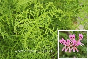 Ananas kokulu sardunya fidesi sivrisinek kovucu pelargonium odorata pineapple 7 yada 9 cm saksıda