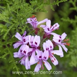Ananas kokulu sardunya fidesi sivrisinek kovucu pelargonium odorata pineapple 7 yada 9 cm saksıda