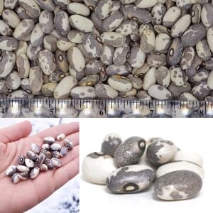 Dapple Grey Atalık Fasulye Tohumu – Benekli Kuru