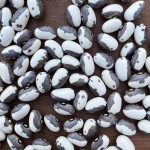 Dapple Grey Atalık Fasulye Tohumu – Benekli Kuru