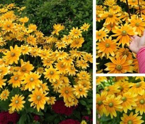 Marmalade güneş şapkası çiçeği saksıda rudbeckia hirta 7 cm saksıda