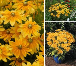 Marmalade güneş şapkası çiçeği saksıda rudbeckia hirta 7 cm saksıda
