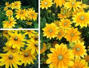 Marmalade güneş şapkası çiçeği saksıda rudbeckia hirta 7 cm saksıda