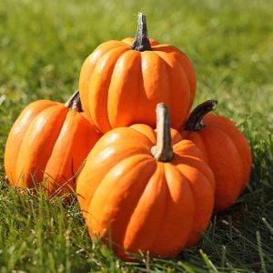 Altın acorn kışlık kabak tohumu table golden acorn squash