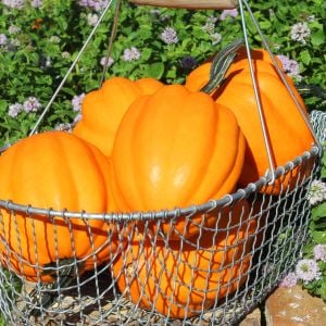 Altın acorn kışlık kabak tohumu table golden acorn squash