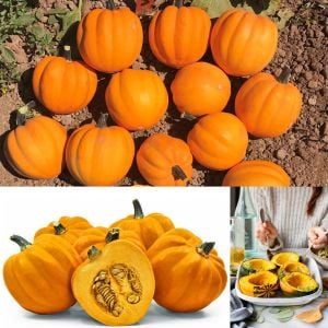 Altın acorn kışlık kabak tohumu table golden acorn squash