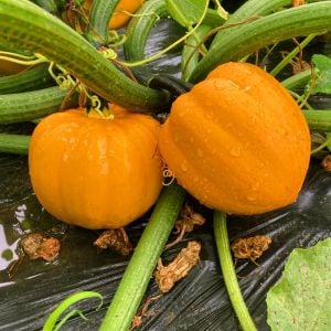 Altın acorn kışlık kabak tohumu table golden acorn squash