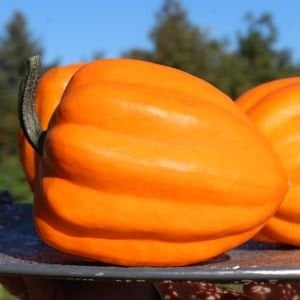 Altın acorn kışlık kabak tohumu table golden acorn squash