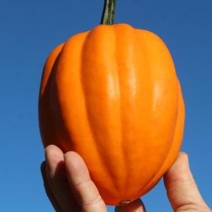 Altın acorn kışlık kabak tohumu table golden acorn squash