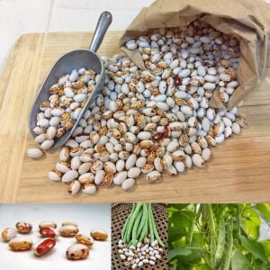 Hidatsa Shield Atalık Fasulye Tohumu – Sırık Kuru
