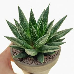 Gasteria royal princess sukulent bitki