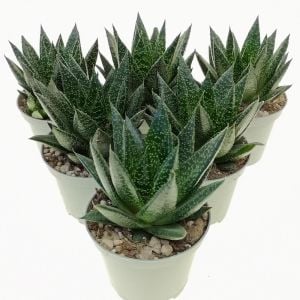 Gasteria royal princess sukulent bitki