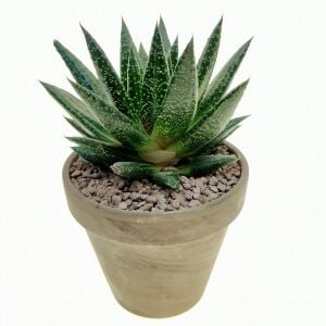 Gasteria royal princess sukulent bitki