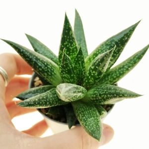 Gasteria royal princess sukulent bitki