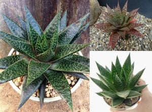 Gasteria royal princess sukulent bitki