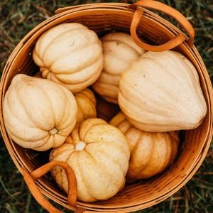 Thelma sanders patates acorn balkabağı tohumu