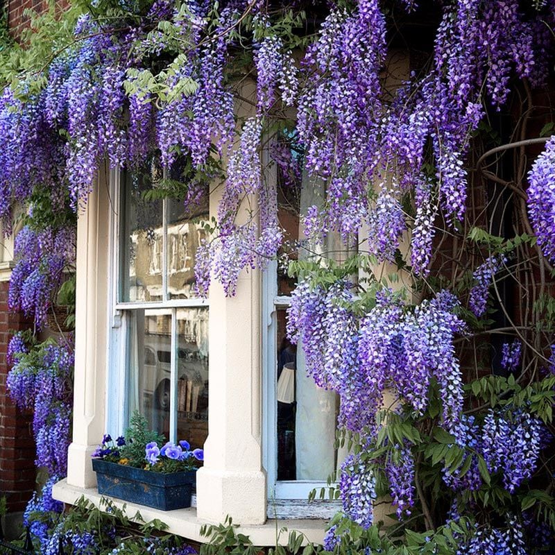 Mor salkım tohumu wisteria sinensis kokulu çiçekler
