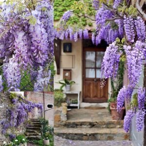 Mor salkım tohumu wisteria sinensis kokulu çiçekler