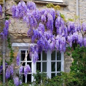 Mor salkım tohumu wisteria sinensis kokulu çiçekler