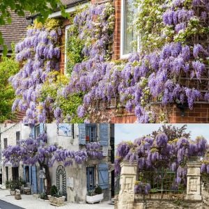 Mor salkım tohumu wisteria sinensis kokulu çiçekler