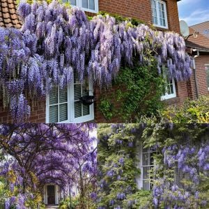 Mor salkım tohumu wisteria sinensis kokulu çiçekler