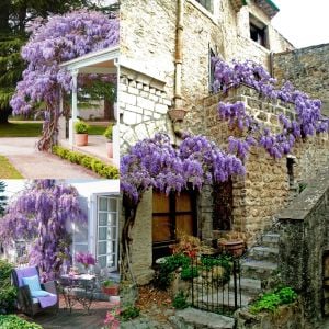 Mor salkım tohumu wisteria sinensis kokulu çiçekler