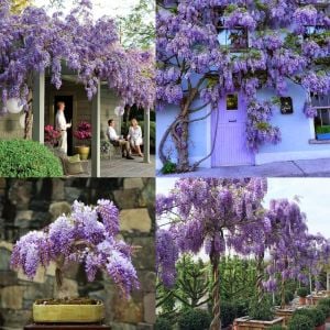 Mor salkım tohumu wisteria sinensis kokulu çiçekler