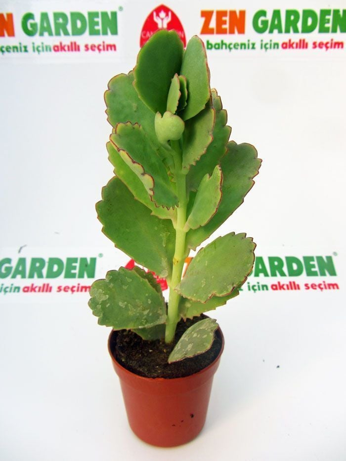 Kalanchoe Fedtschenkoi yeşil