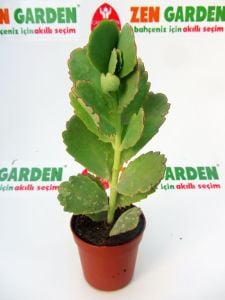 Kalanchoe Fedtschenkoi yeşil