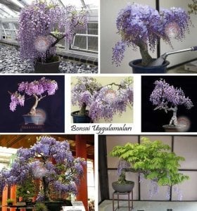 Mor salkım tohumu wisteria sinensis kokulu çiçekler
