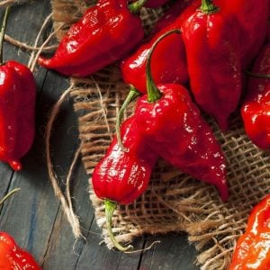 Bhut jolokia acı biber fidesi Dünyanın en acı biberi 7 cm saksıda