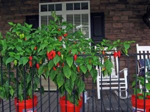Bhut jolokia acı biber fidesi Dünyanın en acı biberi 7 cm saksıda