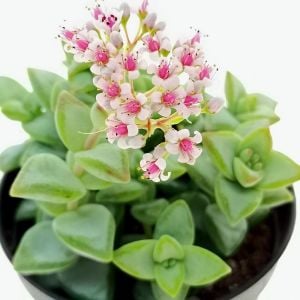 Crassula rupestris rosary vine pembe çiçekli