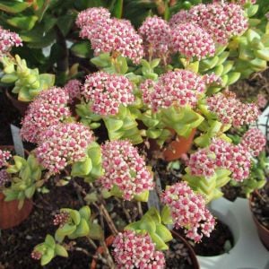 Crassula rupestris rosary vine pembe çiçekli