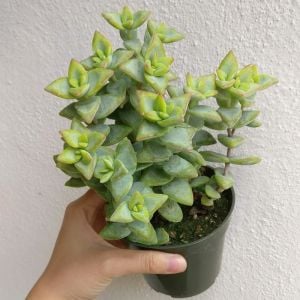 Crassula rupestris rosary vine pembe çiçekli