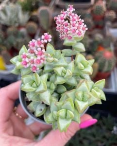 Crassula rupestris rosary vine pembe çiçekli