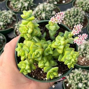 Crassula rupestris rosary vine pembe çiçekli
