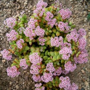 Crassula rupestris rosary vine pembe çiçekli