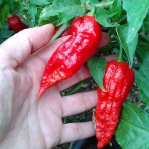 Bhut jolokia acı biber fidesi Dünyanın en acı biberi 7 cm saksıda