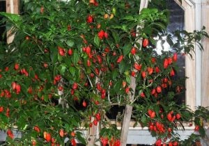 Bhut jolokia acı biber fidesi Dünyanın en acı biberi 7 cm saksıda