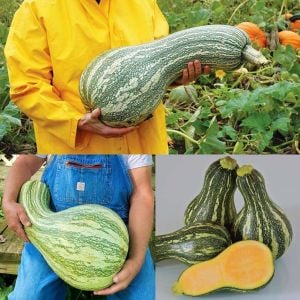 Yeşil cushaw balkabağı tohumu çizgili kış kabağı