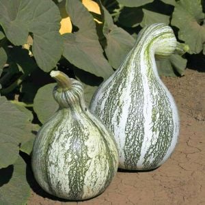 Yeşil cushaw balkabağı tohumu çizgili kış kabağı