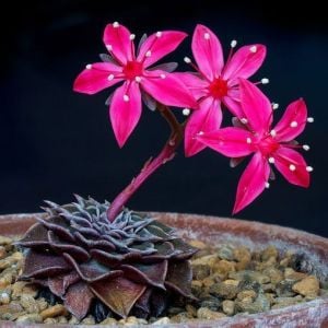 Graptopetalum bellum tacitus bellus