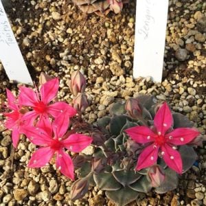 Graptopetalum bellum tacitus bellus