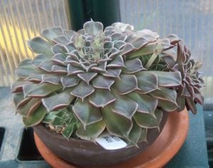 Graptopetalum bellum tacitus bellus