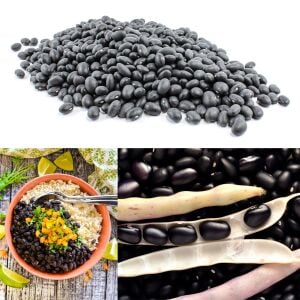 Black Turtle Soup Fasulye Tohumu – Siyah Çorbalık Fasulye