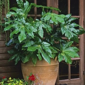 Fatsia japonica saksıda Japon aralyası