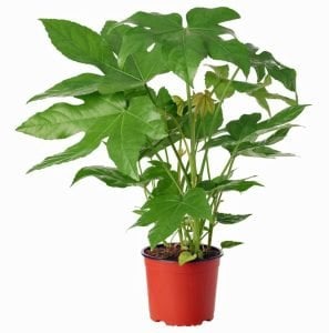 Fatsia japonica saksıda Japon aralyası